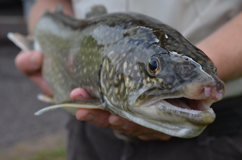 Man holding large fish