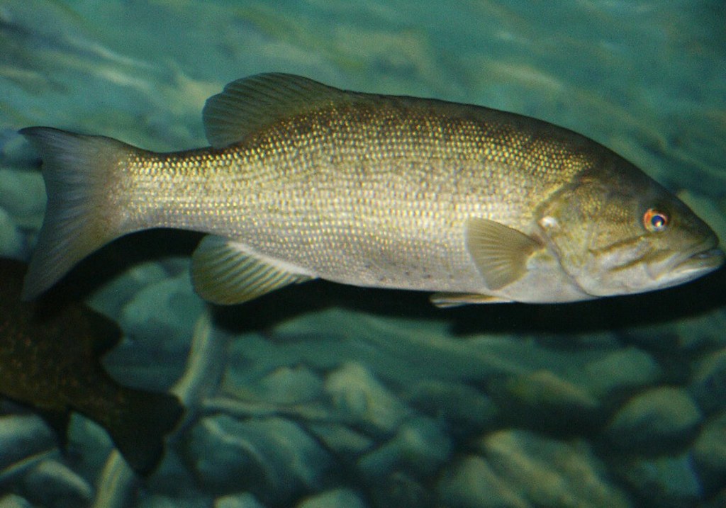 Small Mouth Bass Photo