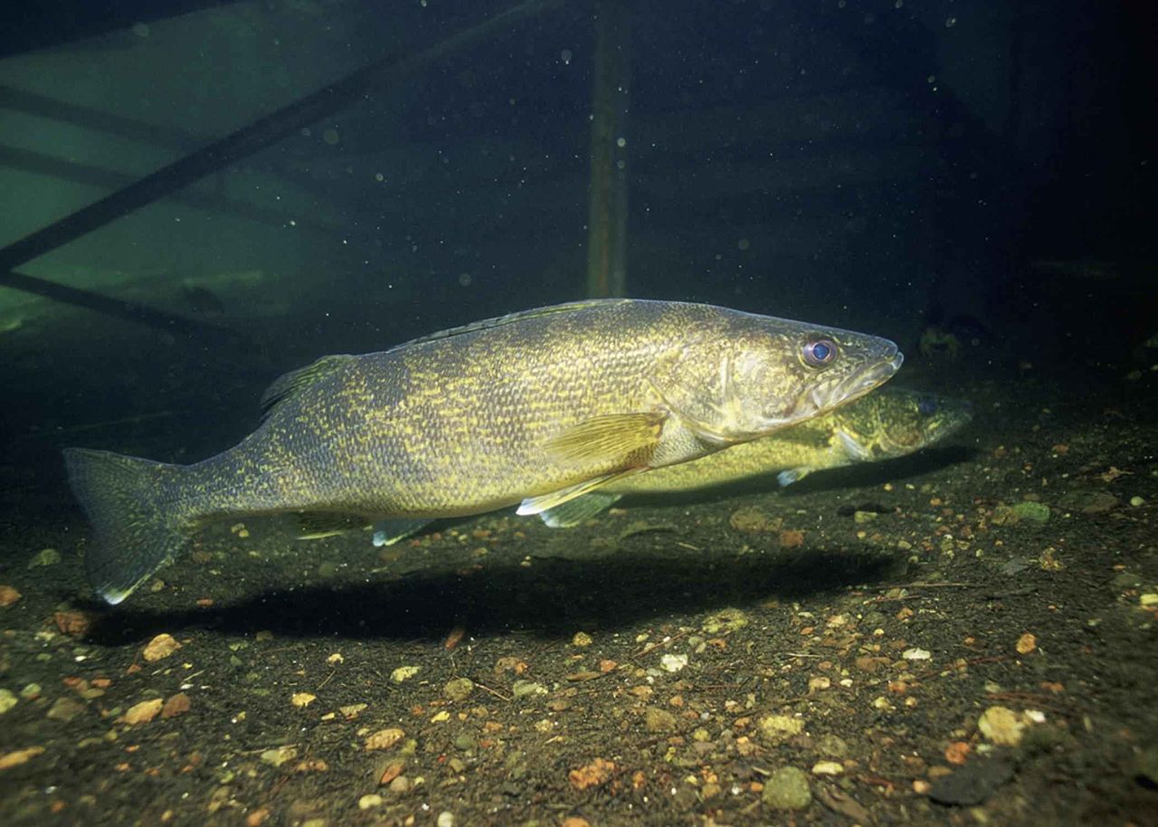 Walleye in water